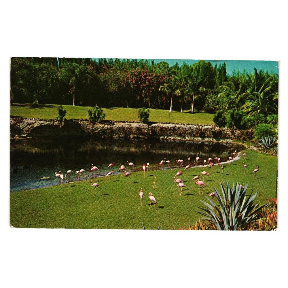 Flamingos Natural Setting Famous Parrot Jungle Vintage Postcard Palm Co Miami